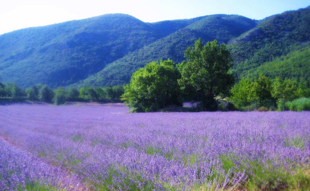 Infinite distese di lavanda nella rilassante campagna provenzale