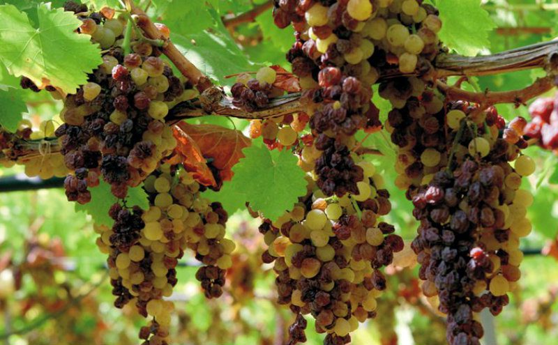 Raisin wines