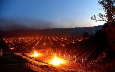 Frost 2017: disaster in Italian vineyards, photos and thoughts directly from winegrowers