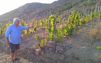 Francesco Carfagna: from heroic winegrower to wine 'palazzinaro'