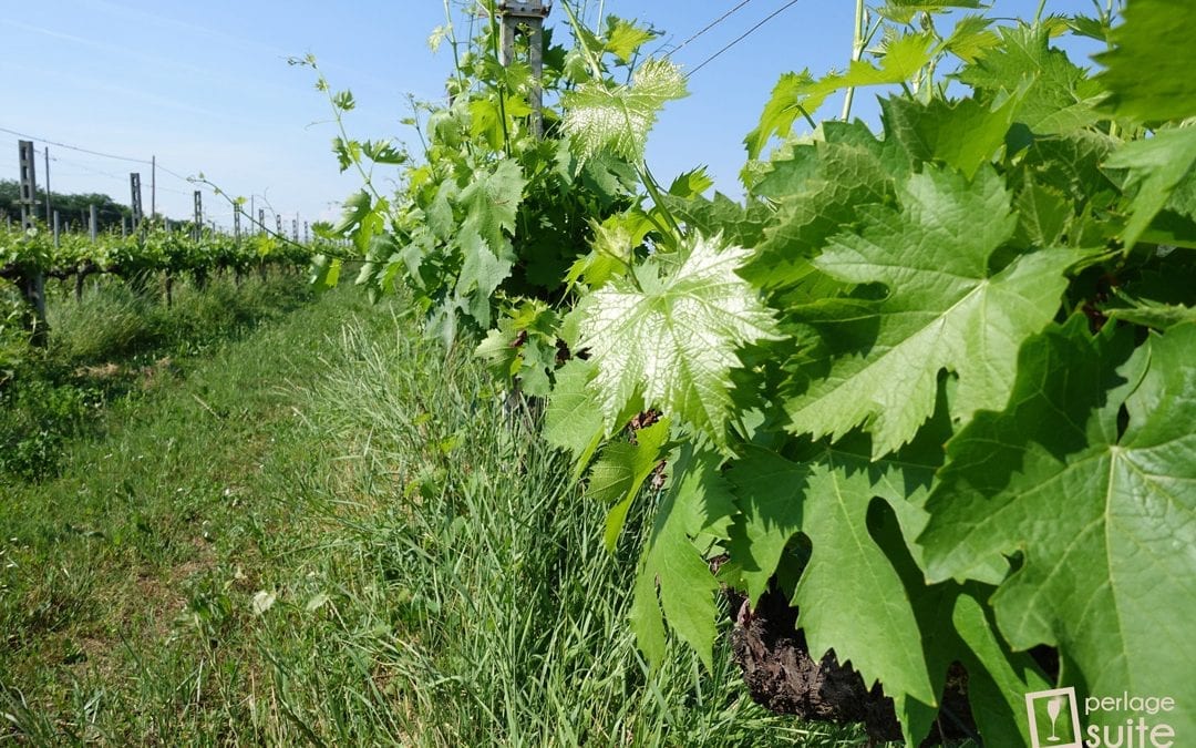 Vite: Coltivazione della vitis vinifera