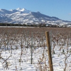 wines from Abruzzo