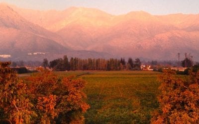 Chile: grape varieties, winemaking practices and wines