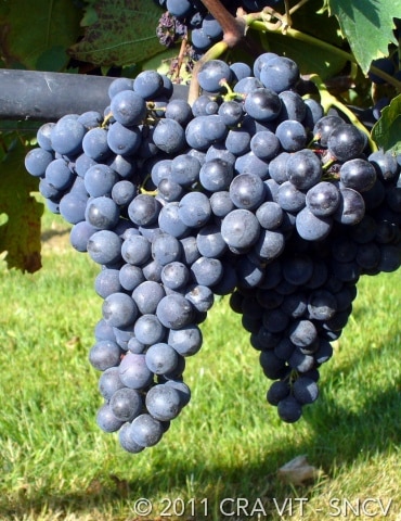 Montepulciano grape variety