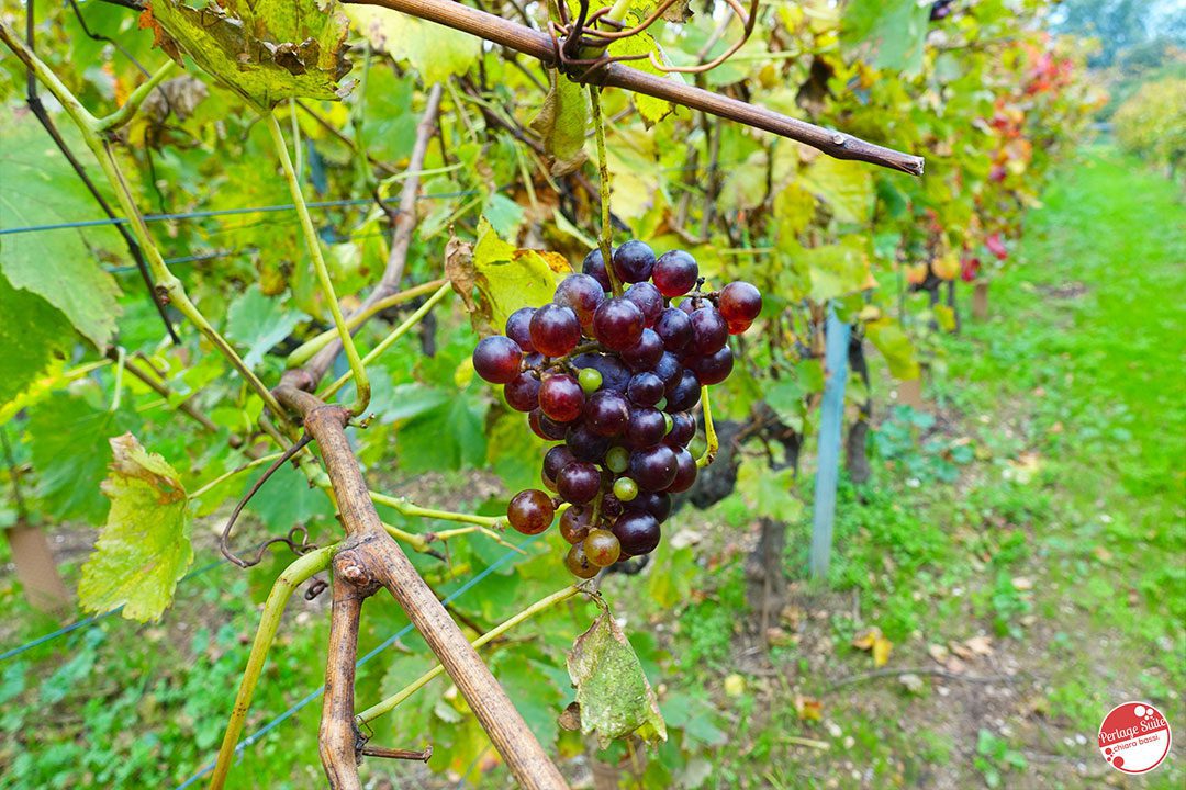 stars-and-calic-vines-liguri-riviera-di-ponent