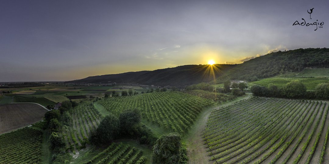 vineyard vineyard colli berici adagio vini