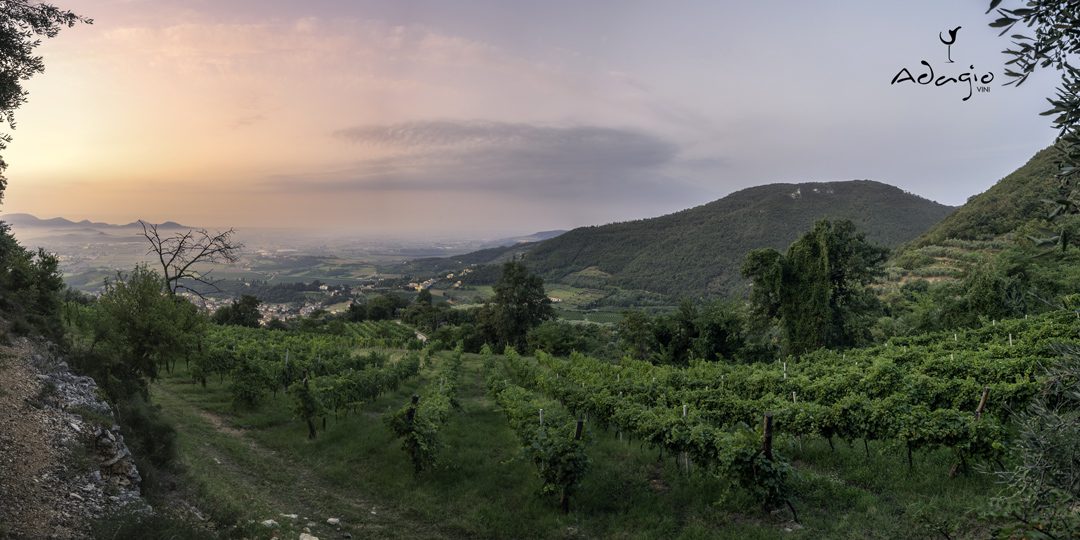 vineyard vineyard colli berici adagio vini