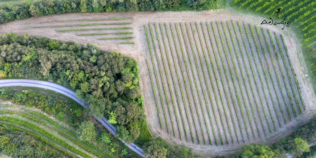 vigna vigneto colli berici adagio vini