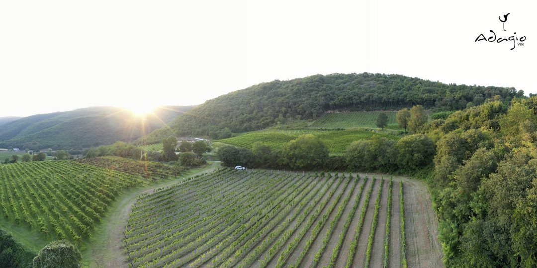 berici hills vineyard