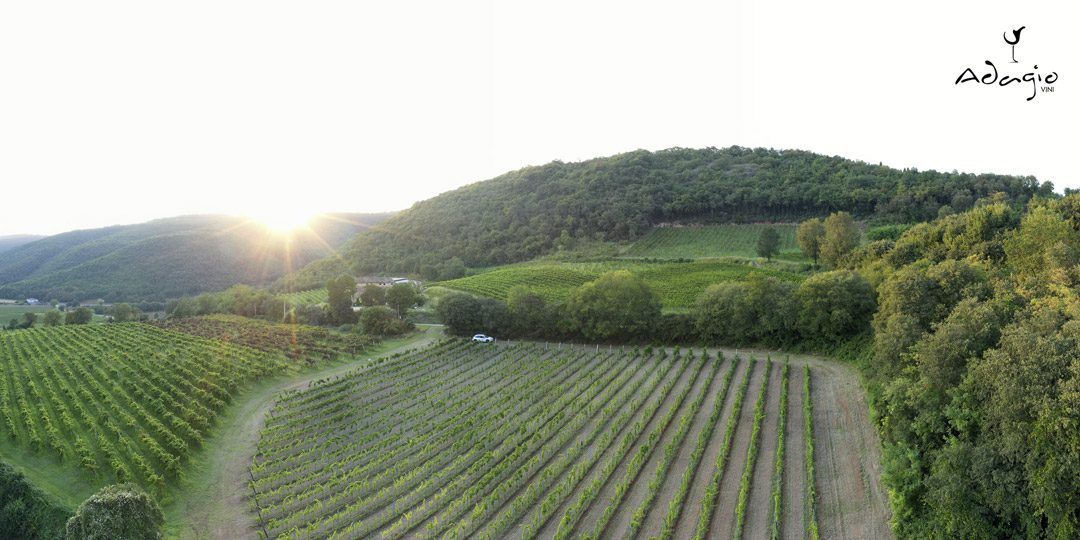 vigna vigneto colli berici