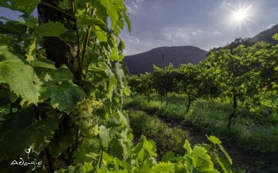 La vigna: vitigno, portainnesto, ambiente pedoclimatico, terreno e tecniche colturali