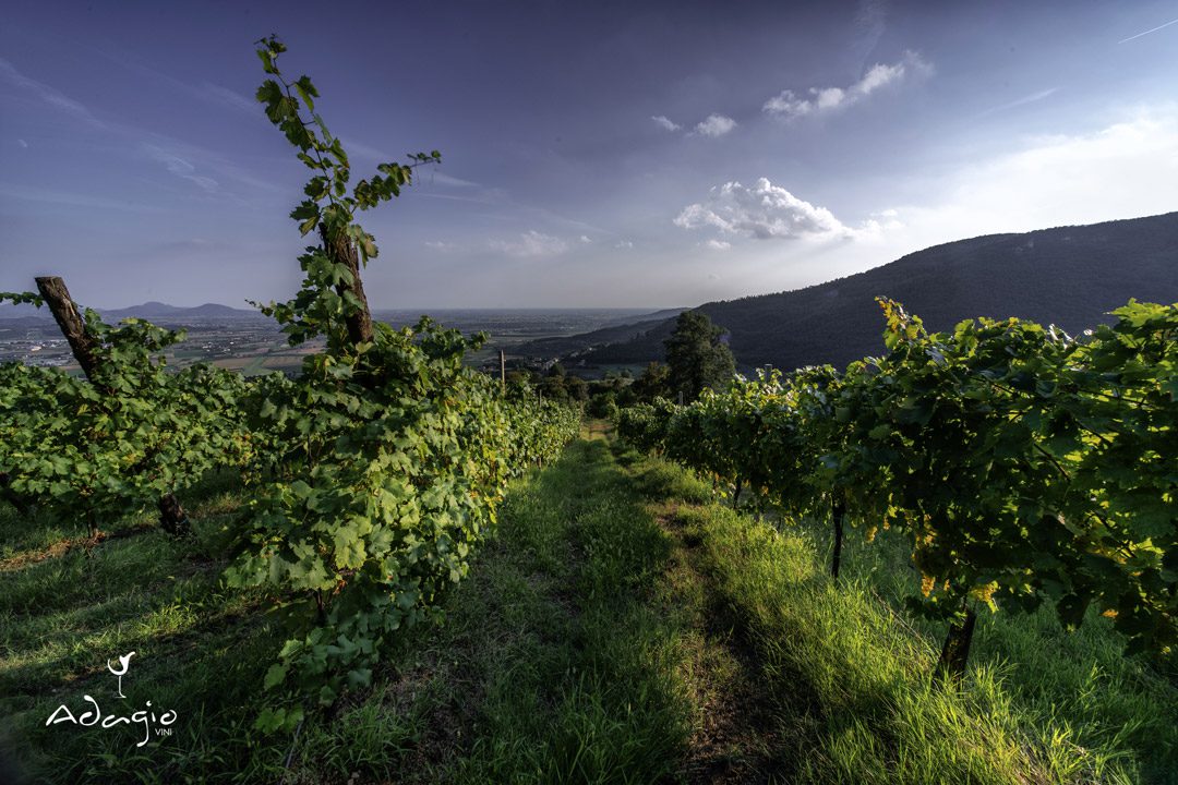 vineyard vineyard colli berici adagio vini