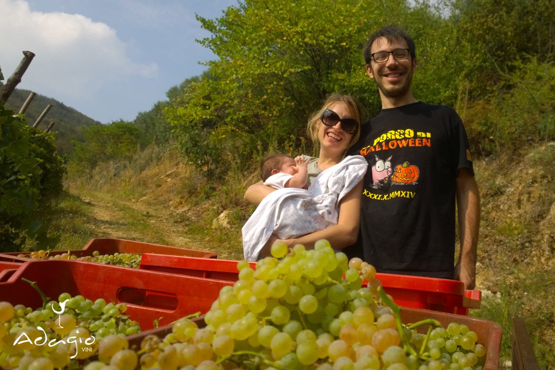 vigna vigneto colli berici adagio vini