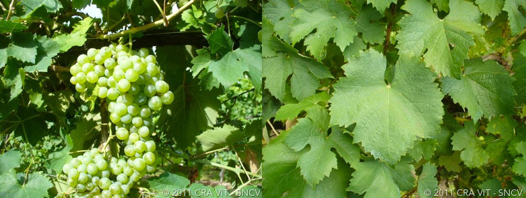 timorasso grape variety