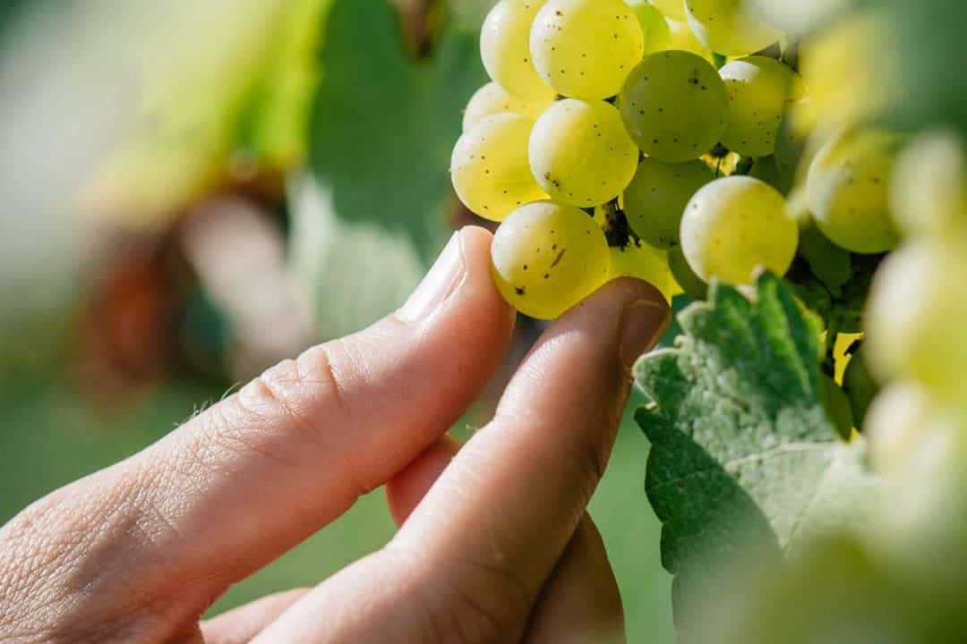 grapariol vitigno terre grosse vino spumante