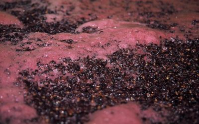 Cellar practices: wine treatments and corrections