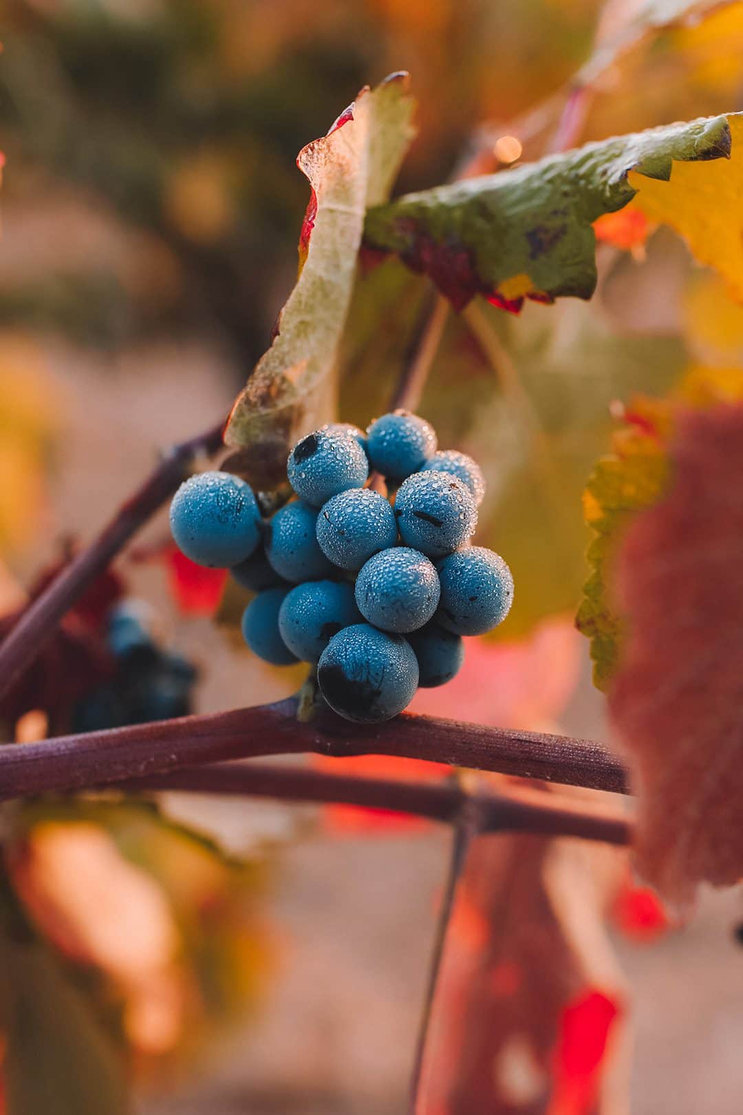 lieviti vino lieviti del vino fermentazione alcolica