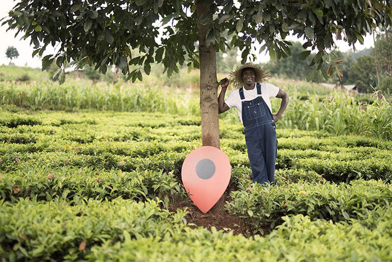 treedom donates a tree