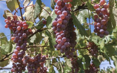 Vini giapponesi: la viticoltura in Giappone