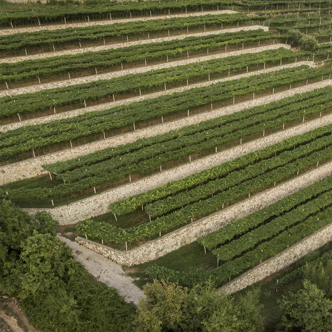 Amarone wine vineyard
