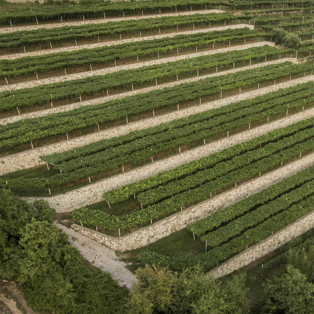 Vino amarone vigneto