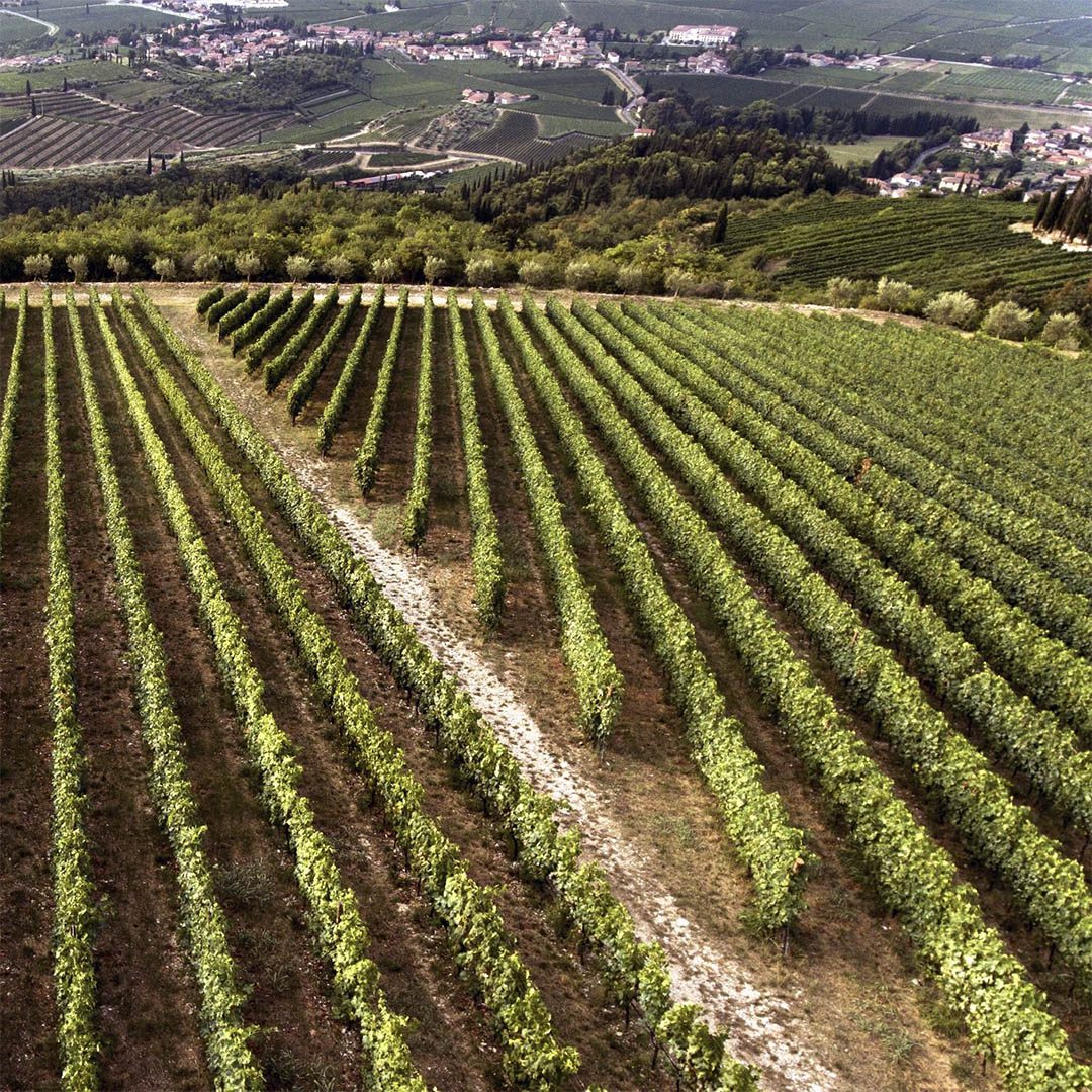 Vino amarone vigneti valpolicella