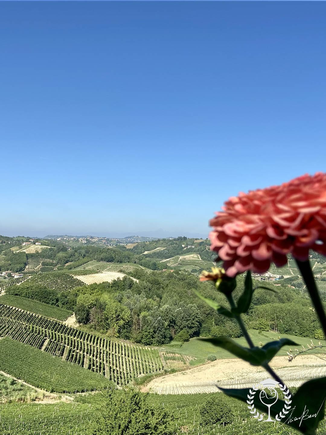 Vinchio winery screening monferrato vineyards