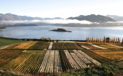 New Zealand wines: history, grape varieties, zones, pairings...